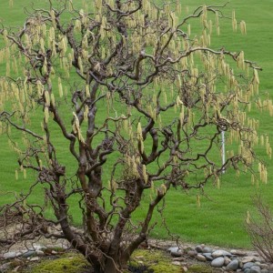 Leszczyna Pospolita Contorta (Corylus Avellana Contorta)