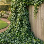 Bluszcz Irlandzki (Hedera Hibernica)