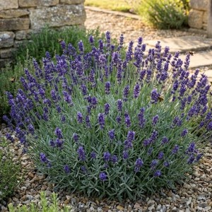 Lawenda Wąskolistna Hidcote (Lavandula Angustifolia Hidcote)
