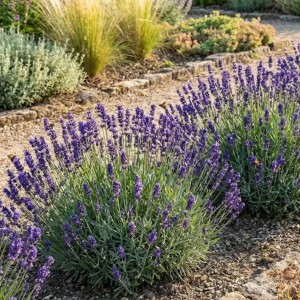 Lawenda Wąskolistna Hidcote Blue  Lavandula Angustifolia Hidcote Blue)