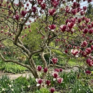 Magnolia Lennei (Magnolia Soulangeana Lennei)