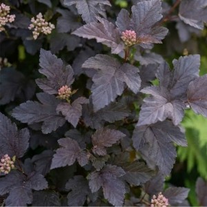 Pęcherznica Kalinolistna Diabolo (Physocarpus Opulifolius Diabolo)