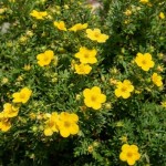 Pięciornik Krzewiasty Golfinger (Potentilla Fruticosa Goldfinger)