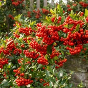 Ognik Szkarłatny Red Column (Pyracantha Coccinea Red Column)