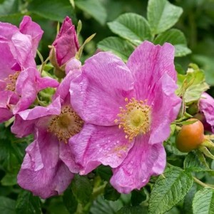 Róża Pomarszczona (Rosa Rugosa)