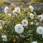 Róża Pomarszczona Alba (Rosa Rugosa Alba)