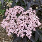 Bez Czarny Black Beauty (Sambucus Nigra Black Beauty)