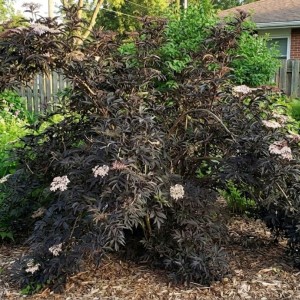 Bez Czarny Black Tower (Sambucus Nigra Black Tower)