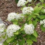 Tawuła Japońska Albiflora (Spiraea Japonica Albiflora)