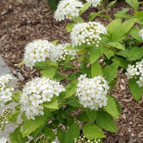 Tawuła japońska Albiflora (Spiraea japonica Albiflora)