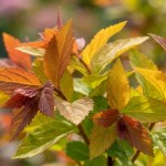 Tawuła japońska Goldflame (Spiraea japonica Goldflame)