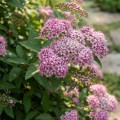 Tawuła japońska Little Princess (Spiraea japonica Little Princess)