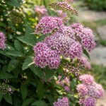 Tawuła japońska Little Princess (Spiraea japonica Little Princess)