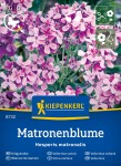 Wieczornik damski Matronenblume Kiepenkerl