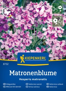 Wieczornik damski Matronenblume Kiepenkerl