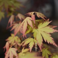 Klon palmowy Orange Dream (Acer palmatum Orange Dream)