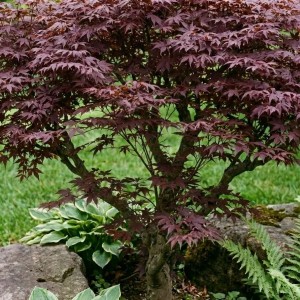 Klon palmowy Atropurpureum (Acer Palmatum Atropurpureum)