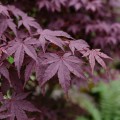 Liście klonu palmowego Atropurpureum
