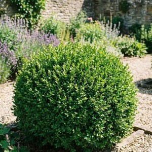 Bukszpan zwyczajny (Buxus sempervirens)