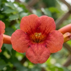 Milin amerykański Flamenco (Campsis radiacans Flamenco)