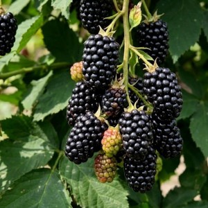 Jeżyna Bezkolcowa Navaho (Rubus Fruticosus Navaho)