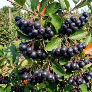 Aronia Czarnoowocowa Galicjanka (Aronia Melanocarpa Galicjanka)