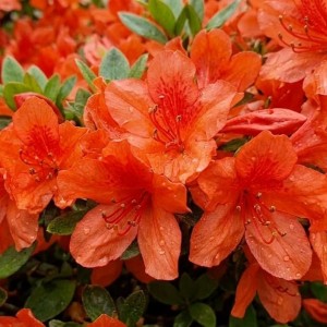 Azalia Japońska Geisha Orange (Azalea Japonica Geisha Orange)