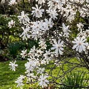 Magnolia Gwieździsta (Magnolia Stellata)
