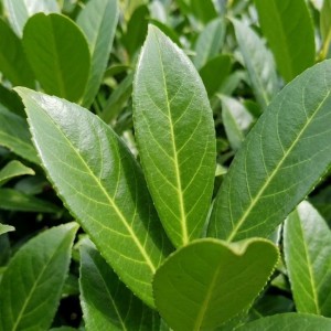 Laurowiśnia Caucasica (Prunus Laurocerasus Caucasica)