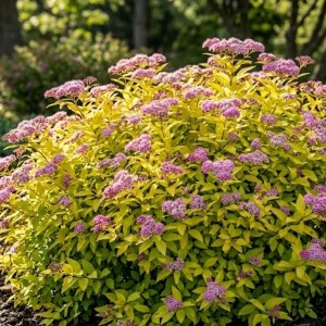 Tawuła japońska Goldmound (Spiraea japonica Goldmound)