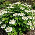 Kalina koralowa Compactum (Viburnum opulus Compactum)