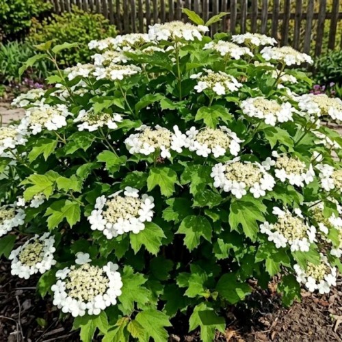 Kalina koralowa Compactum (Viburnum opulus Compactum)