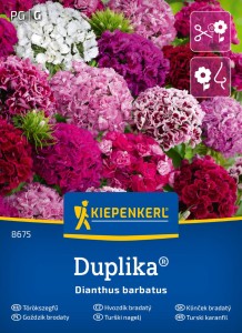 Goździk brodaty Duplika Mix nasiona - Kiepenkerl