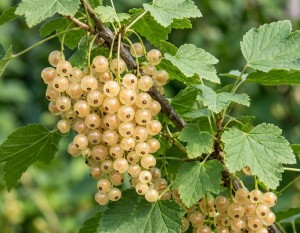 Porzeczka Biała z Juterbog (Ribes Niveum Biała z Juterbog)