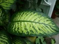Diffenbachia