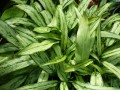 Aglaonema