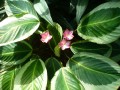 Kalatea (Calathea)