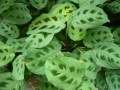 Maranta
