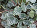 Peperomia