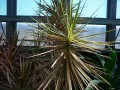 Dracena