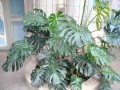 Monstera