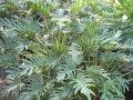 Filodendron
