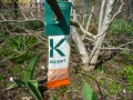 Dobroczynek swirski polujący na szkodniki na magnolii.