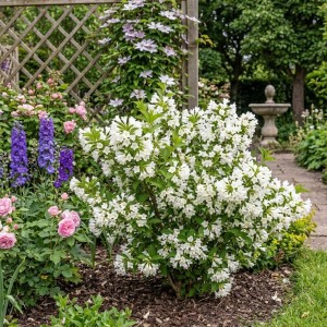 Krzewuszka Candida (Weigela florida Candida)