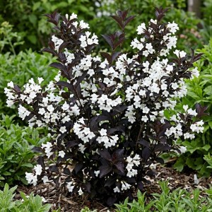 Krzewuszka Black and White (Weigela florida Black and White)