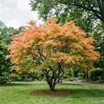 Klon palmowy Orange Dream (Acer palmatum Orange Dream)