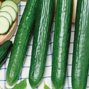 Ogórek Saladin nasiona - Kiepenkerl