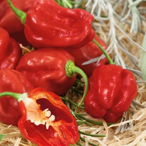 Papryka Habanero czerwona nasiona - Kiepenkerl