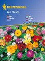 Nasiona kwiatów Last Minute.