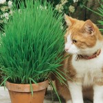 Trawa dla kota nasiona - Kiepenkerl